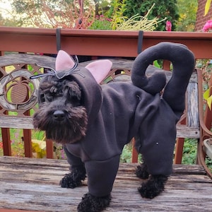 May include: A black schnauzer dog wearing a black cat costume with pink ears and a black spider on its head. The dog is standing on a wooden bench.