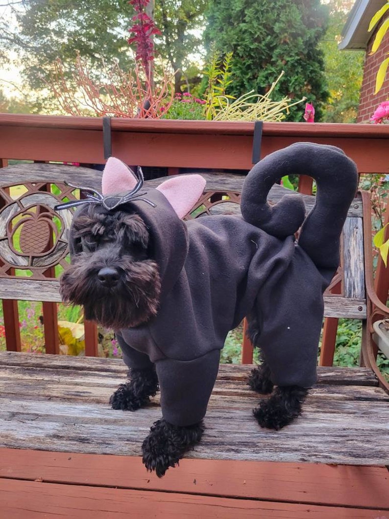 May include: A black schnauzer dog wearing a black cat costume with pink ears and a black spider on its head. The dog is standing on a wooden bench.