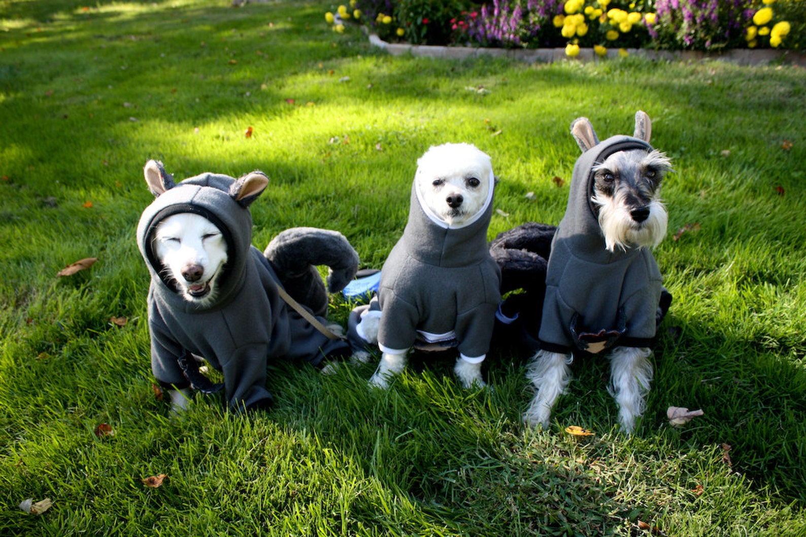 Dog Squirrel Costume | Squirrel Dog Costume | Dog Halloween Costume ...