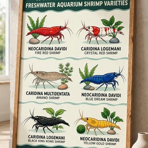 Może przedstawiać: Oprawiony plakat edukacyjny zatytułowany A VISUAL GUIDE TO POPULAR FRESHWATER AQUARIUM SHRIMP VARIETIES. Przedstawia sześć ilustrowanych gatunków krewetek wraz z ich nazwami naukowymi i potocznymi, w tym Fire Red, Crystal Red, Amano, Blue Dream, Black King Kong oraz Yellow Gold.