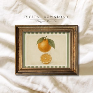 Vintage Orange Botanical Print | Retro Citrus Fruit Kitchen Wall Art | Rustic Farmhouse Produce Illustration Digital Download