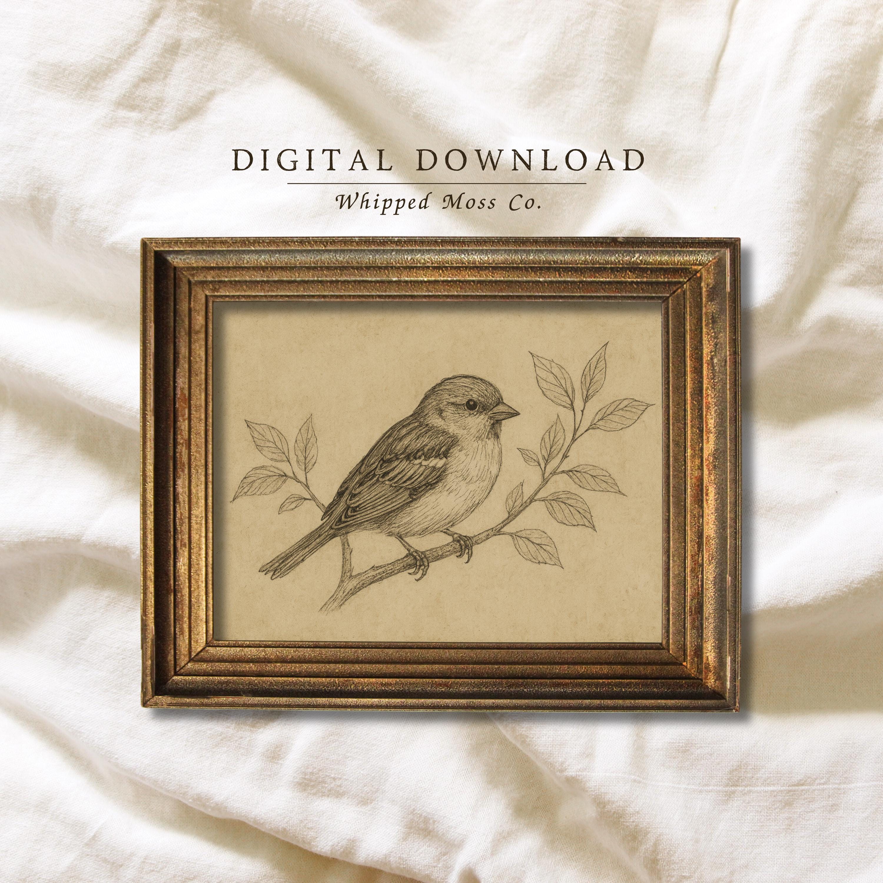 Vintage Sparrow Sketch Print: Rustic Bird Drawing, Cottagecore Decor (Digital Download PNG File)