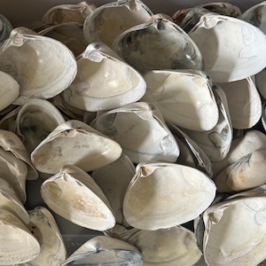 4 inch Atlantic Clam Shells -Set of 6, Craft and Decoupage Supplies, Natural or Primed