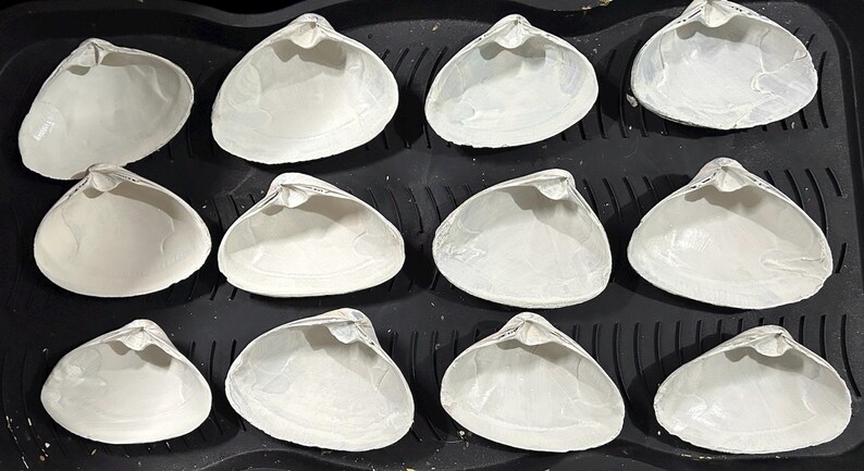 4 Inch Atlantic Clam Shells -set of 6, Craft and Decoupage Supplies ...