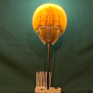 Horseshoe crab lamp