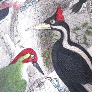 1860&#39;s ANTIQUE WOODPECKER ENGRAVING,hand colored Woodpecker print,fine art bird print,nature print,Ivory Billed,Green,Great Spotted,Lesser