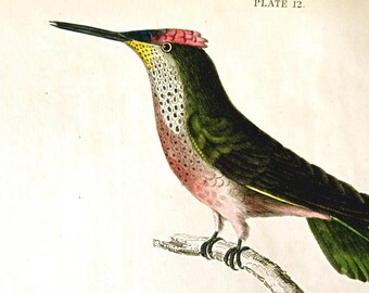 1833 FRAMED HUMMINGBIRD print,hand colored ANTIQUE engraving,Violet Crown Hummingbird,Trochilus Sepharvoides,fine art bird print,nature art