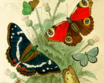 1860s ANTIQUE BUTTERFLY PRINT,hand colored engraving,nature print,animal print,Peacock,Purple Emperor,Green Hair Streak,Camberwell Beauty