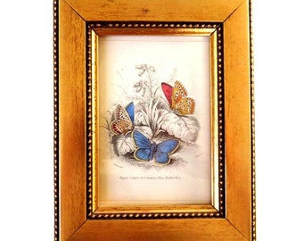 1860s FRAMED BUTTERFLY PRINT,hand colored engraving,Copper Butterfly,Common Blue,gold frame,small treasure,great gift,fine art nature print