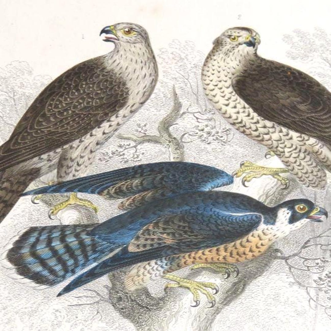 Falcon Colored 1866 FRAMED FALCON Print,antique Hand Colored Engraving,peregrine ...