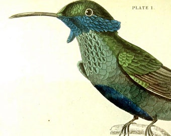 1843 FRAMED HUMMINGBIRD PRINT,antique hand colored engraving,Blue Bellied Saw Billed,Trochilus Anais,framed nature print,fine art bird print