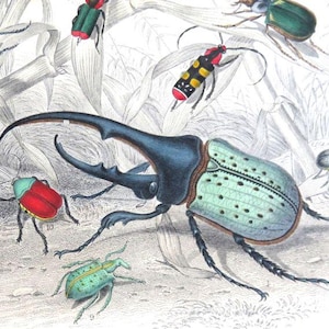 1860's ANTIQUE BEETLE PRINT,hand colored engraving,nature print,insect print,bug print,Hercules Beetle,Striped,Splendid Beetle,Beautiful