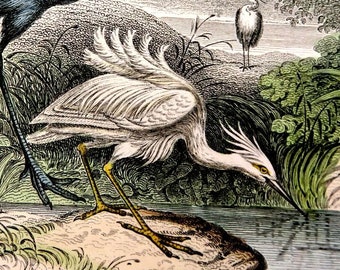 1866 ANTIQUE CRANE STORK print,hand colored engraving,Heron,Egret,fine art nature print,antique bird print,enjoy,gift,antique animal print