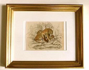 1860's FRAMED LIONESS PRINT with 3 cubs, antique hand colored engraving,Lion print,animal print,fine art nature print,lion family,great gift