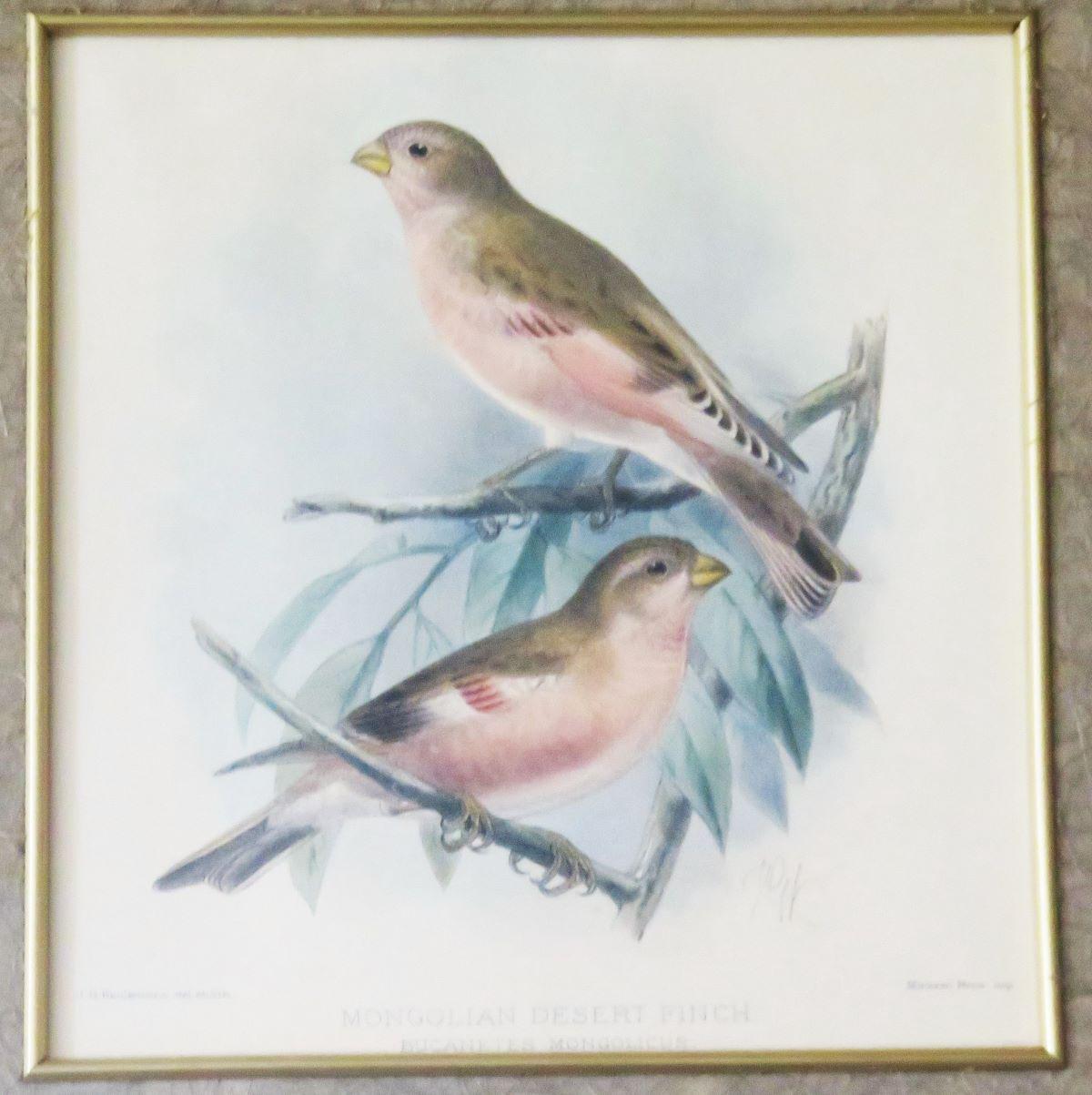 SET of 2 BIRD Prints,framed Vintage Finch Prints by J G