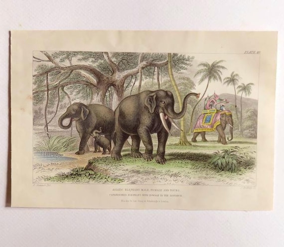 1850s ANTIQUE ELEPHANT PRINT beige,gray,black,amber,pachyderm,pink young African elephant,rare fine art Europe hand colored engraving