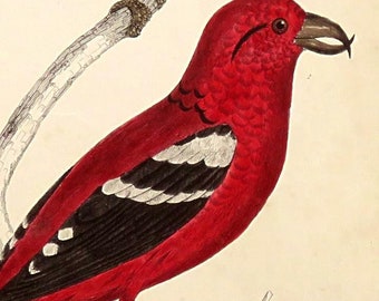 2 ANTIQUE BIRD PRINTS,set of 2 Crossbill hand colored engravings 1850's,American, White-Winged, red,pink,violet,rust,vg condition,variations