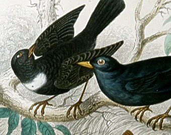 1866 ANTIQUE BLACKBIRD THRUSH Print,hand colored engraving,Sky Lark,Song Thrush,Red Breast,nature print,fine art bird print,vg condition