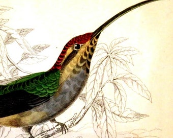1843 FRAMED HUMMINGBIRD PRINT, hand colored antique engraving,Scaly Backed Hummingbird,fine art bird print,nature print,Trochilus Eurynome