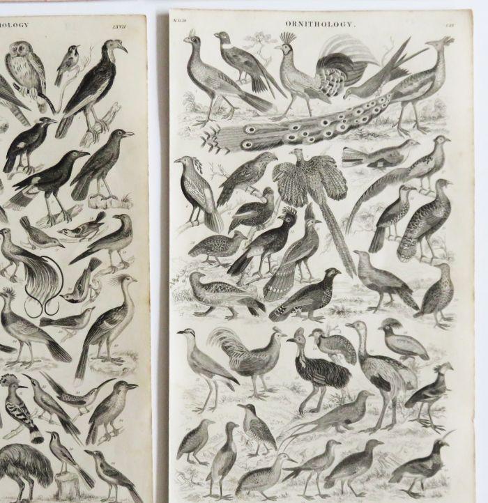 1860's 6 ANTIQUE BIRD Engravings,set of 6 Bird Prints,ornithology