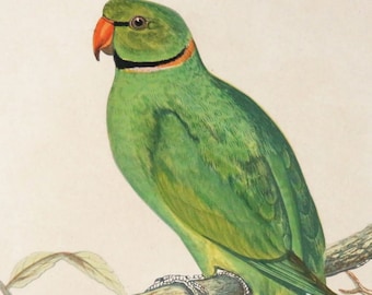 1884 FRAMED PARAKEET  PRINT,hand colored engraving,Ring Necked or Bengal Parakeet,fine art bird print,olive green,orange black ringed neck