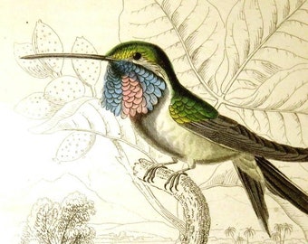 1843 FRAMED HUMMINGBIRD PRINT,antique hand colored engraving,Blue Throated Hummingbird, Trochilus Lucifer,fine art nature print,bird print