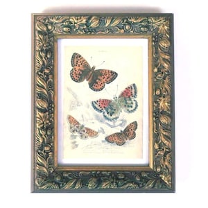 1855 FRAMED BUTTERFLY PRINT,antique hand colored engraving,fine art nature print,insect print,Dark Green Fritillary,Pearl Border Fritillary