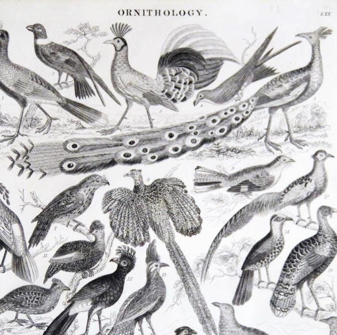 アート・デザイン・音楽 CLASSIC NATURAL HISTORY PRINTS BIRDS 1860's 6 ANTIQUE BIRD Engravings,set of 6 Bird Prints,ornithology