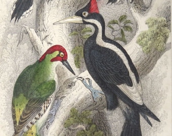 1860's ANTIQUE WOODPECKER PRINT,hand colored engraving,Ivory Billed Woodpecker,Green,Spotted Woodpecker,Nature print,antique bird print