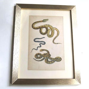 May include: A framed print featuring three snakes illustrated on a cream-colored background. The top snake is yellow and brown, the middle snake is thin and dark blue, and the bottom snake is brown with dark markings. The frame is metallic gold.