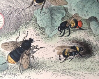 1860s ANTIQUE BEE PRINT,hand colored engraving,nature print,insect print,Honey Bee, Queen Bee,Lapidary Bee, Moss Bee,Humble Bee,nature print