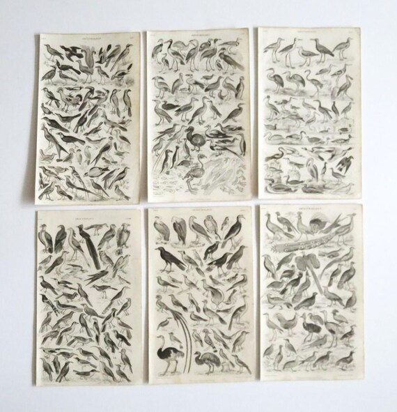 1860's 6 ANTIQUE BIRD Engravings,set of 6 Bird Prints,ornithology