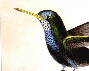 1833 FRAMED HUMMINGBIRD PRINT,antique  hand colored engraving,Blue-green Hummingbird,Trochilus Cyaneus,fine art bird print,nature print