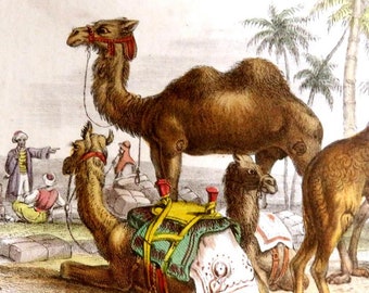 1860's ANTIQUE  CAMEL PRINT,hand colored engraving,nature print,Bactrain Camel,Post Camel,Arabian Camel,Dromedary,fine art animal print