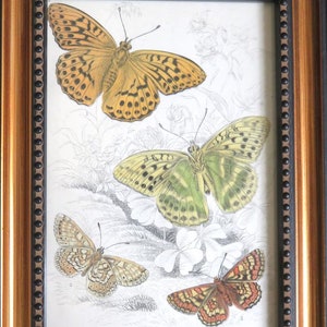 1855 FRAMED BUTTERFLY PRINT,antique hand colored engraving,Silver Washed Fritillary,nature print,insect print,fine art antique engraving