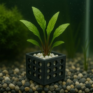 May include: A small, black, square planter with a honeycomb design, filled with white pebbles and a green plant. The plant has several long, green leaves and a reddish-brown stem. The planter sits on a bed of small, mixed-color stones.