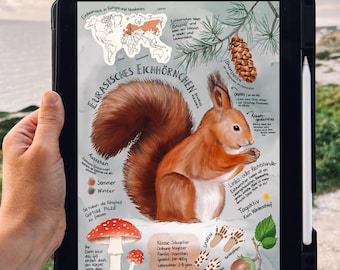 Eurasisches Eichhörnchen, Rotes Eichhörnchen, Lernposter Deutsch, Ilustração, Wissen, Inspirado na vida selvagem, für Kinder und Naturliebhaber