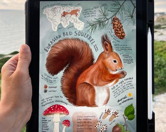 squirrel artwork, eurasian red squirrel, digital download