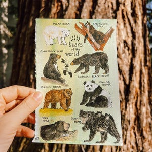 carte postale ours du monde