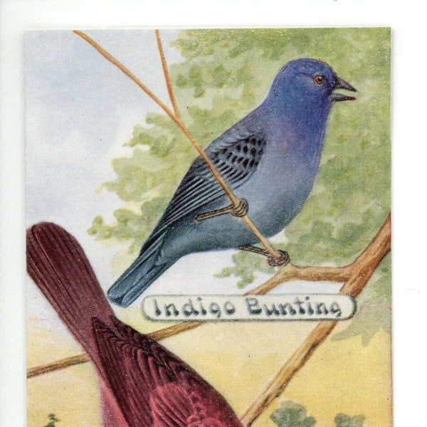 Birds with Brillant Plumage Antique Illustration Bookmark - Laminated