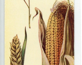 Grains Plant Antique Illustration Bookmark - Laminated