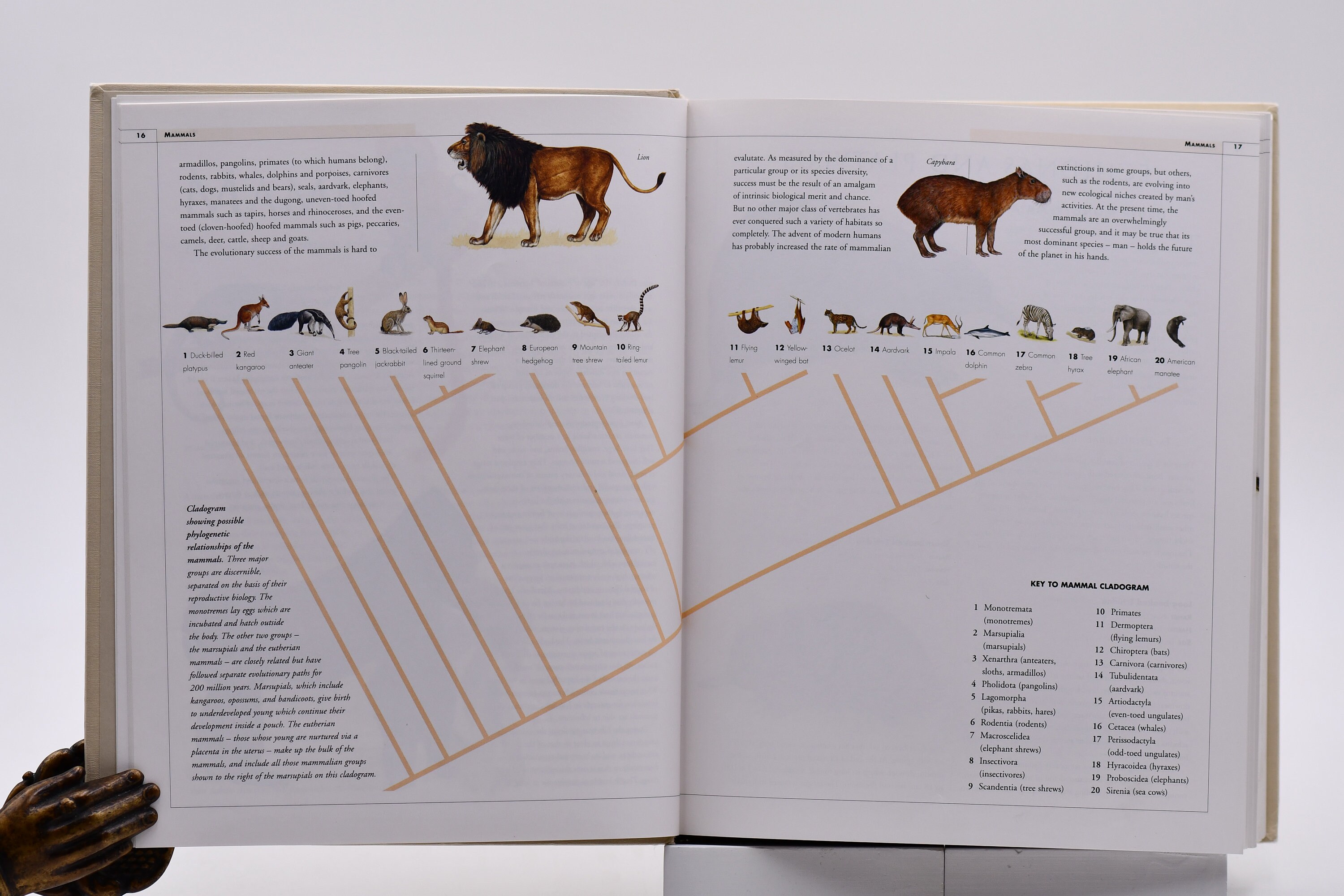 その他 The Complete Encyclopedia Of Wild Animals: Informative Text with Hundreds of Photographs The Encyclopedia of Animals: More than 1,000 Illustrations