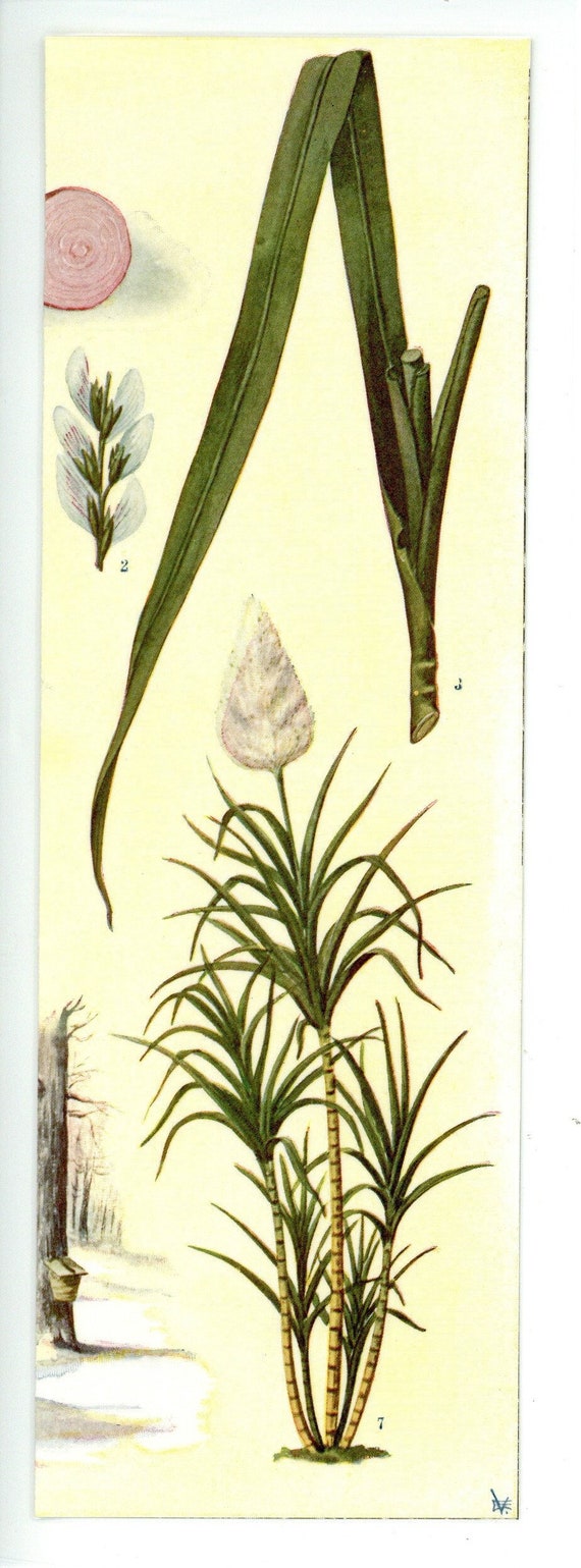 Sugar Plant Antique Illustration Bookmark - Laminated, image size:570x1539