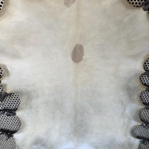 Könnte beinhalten: Eine weiße, rohe Trommelfell mit einigen braunen Flecken. Das Trommelfell ist über einen Metallrahmen gespannt.