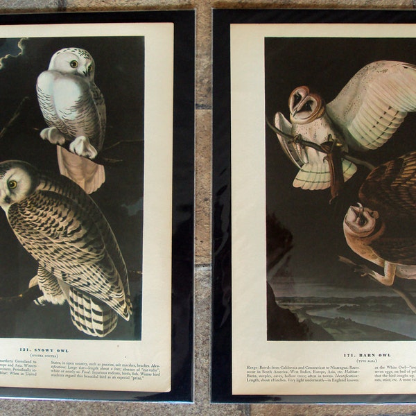 Set of 2 Birds of America 1941 Bookplate Prints by John James Audubon