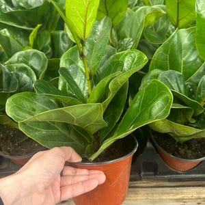 May include: A close-up of a Fiddle Leaf Fig plant in a brown plastic pot. The plant has large, vibrant green leaves with prominent veins. The leaves are glossy and have a slightly wavy texture. The pot is being held by a hand.