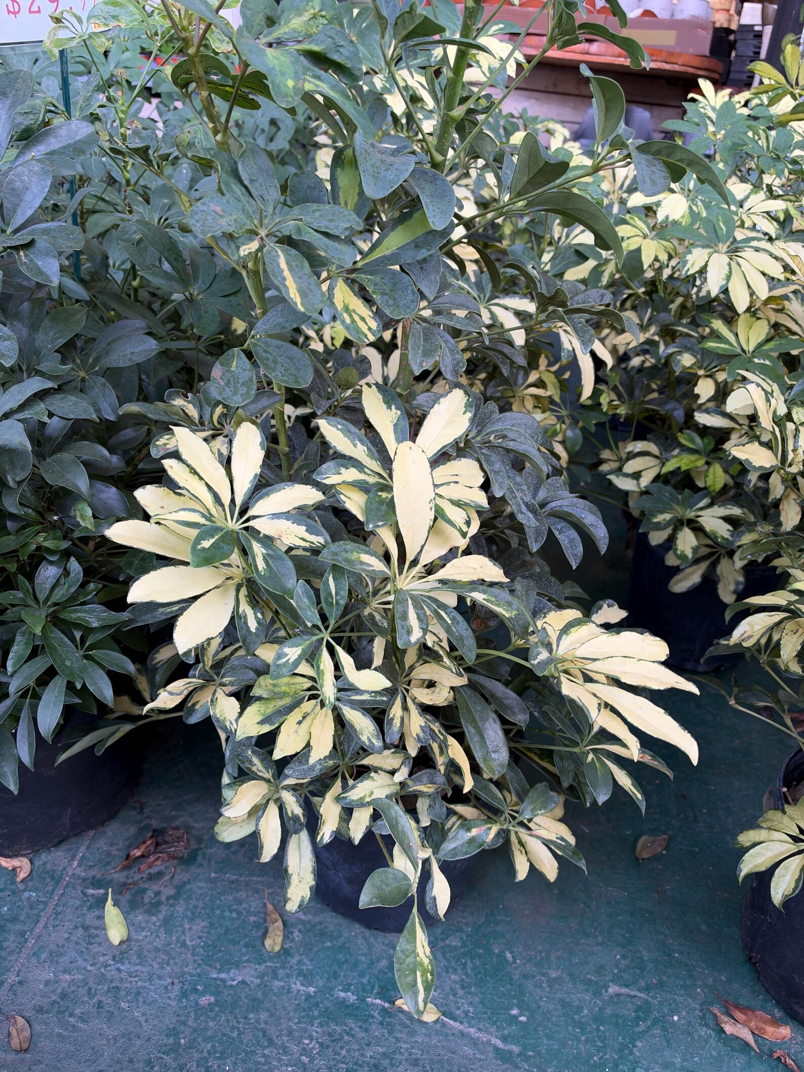 Variegated Dwarf Schefflera 10” Pot | Umbrella Tree | Schefflera ...