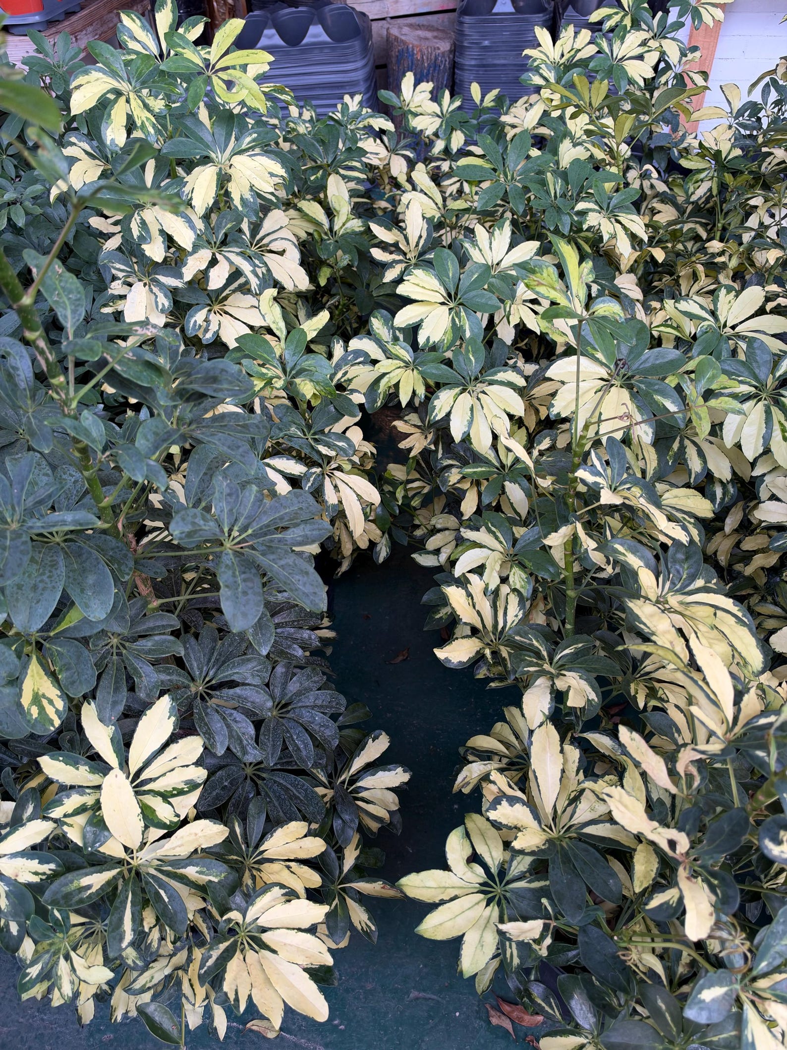 Variegated Dwarf Schefflera 10” Pot | Umbrella Tree | Schefflera ...