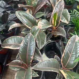 May include: Close-up of several potted rubber plants. The leaves are a deep green with pink and cream-colored edges. The plants are in black plastic pots, and the background is blurred, suggesting a nursery or garden center setting.