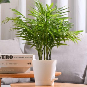 Self Watering Planter Pot |6 PCS Self Watering Planters Flowers Pot for Indoor Outdoor Plants With Reservoir Tray